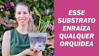 Esse é o melhor substrato para enraizar as orquídeas