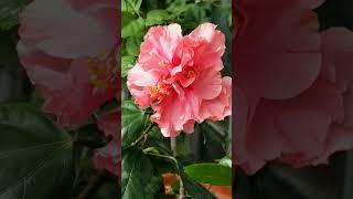 #hibiscus #pinkhibiscus #gardening #plants #likesharesubscribe