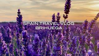 [SPAIN] 스페인여행브이로그 "라벤더 필드 브리우에가", "CAMPOS DE LAVANDA", "BRIHUEGA", "스페인의 프로방스" | 스페인브이로그 MADLOG