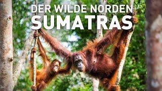 Der wilde Norden Sumatras Dschungeltour zu den Orang Utans | Reisen