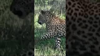 Leopard dan Rusa Bersahabat  #zoomychannel #binatang #shorts #shortsvideo #leopard #rusa #terbaru