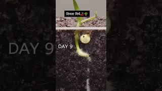 after 40 days plant will be a ready...
