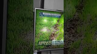-#당료예방#헐관질안 #독소배출# 좋은 식품입니다#