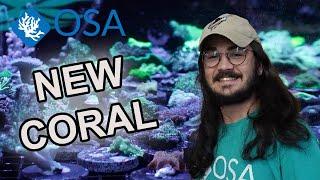 NEW Coral Shipment at OSA Coventry!