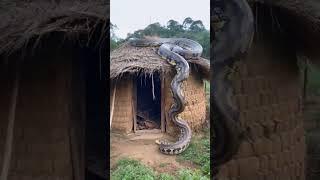 Ajgar saamp ka video short video Ajay Raj snake