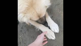 Красавчик РЕКС,  это надо обязательно посмотреть #собака #собакадругчеловека  #рекс