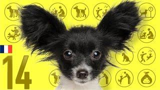 #14 Papillon ️ TOP100 Cute Dog Breeds Video