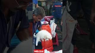 Dog Pet Market kolkata / lowest price puppy dog Kolkata Market / Kolkata  Gallif Street Dogs  Market