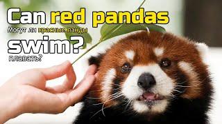 【Red Panda Facts and Trivia】Can red pandas swim??