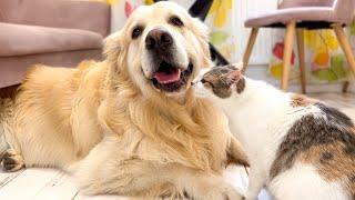 A Pregnant Cat Shows Her Love for the Golden Retriever