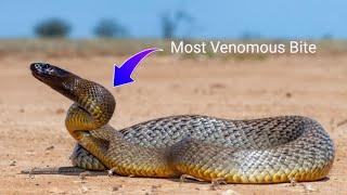 BITTEN by a Venomous Inland Taipan