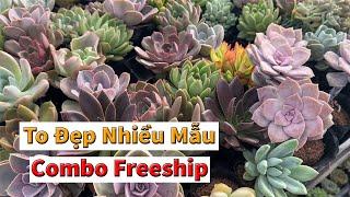 Hơn 1500 cây to đẹp giá rẻ | succulent Gia Nghia