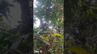 Day 11 Of My Mango Tree #Mymango#Mylife#MyviewMyLife#Trendsetter#Trends#Vibes
