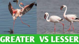 How to differentiate between Greater Flamingo and  Lesser Flamingo 