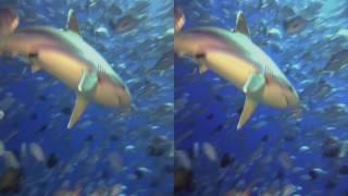 Sharks in Real 3D - LG Cinema 3D (My Favorite 3D Video)