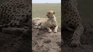 Cheetah's of Africa - The Serengeti shall never die