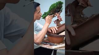Бонсай - это живая скульптура #бонсай #сад #bonsaitree @Studio.Bonsai