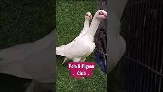 #whitepigeon #pigeon #short #kali #kabootar