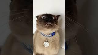 Você come rato?  #gatalunacatarina