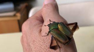 Green beetle flies so fast  Bọ xanh bay nhanh quá