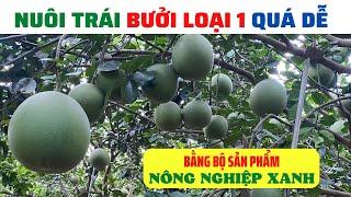 Bí quyết nuôi trái bưởi da xanh chuẩn loại 1 bằng bộ sản phẩm Nông Nghiệp Xanh