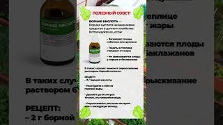 ЭТОТ раствор спасет ваш урожай! #сад #огород #урожай