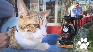 Ride the Backyard Rails with Marley the Railroad Cat!