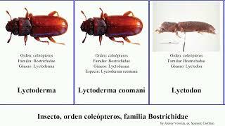 Insecto, orden coleópteros, familia Bostrichidae canina sericea linearis obscurus edax Lyctus