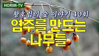 황호림의 숲이야기 40회 - 염주를 만드는 나무(KBS 목포 1라디오)