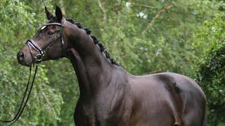 « Fall in love » 8 yo gelding by For Romance x De Niro x Hohenstein for sale (video from June 2021)