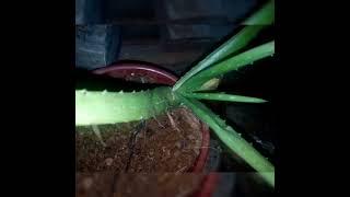 MALAYALAM plant video Aparna s world