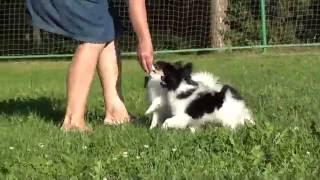 Kennel FCI  DZHERMANOTTA ROYALS   Litter W