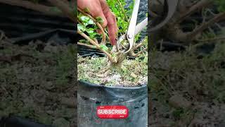 BONSAI SANCANG|INSPIRASI BONSAI