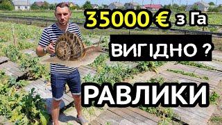 Соняшник НЕ треба! Равликова ферма дає до 35000€ з га. Бізнес малого фермера.