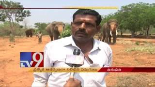 Elephants in Tirupati zoo freed - TV9