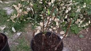 Grow Jujube tree from cutting in Florida