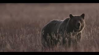 Grizzly Bear 399 & 4 Cubs Cross Elk Ranch Flats-Wildlife Photography-Jackson Hole/Grand Teton Park