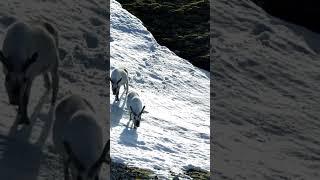 In Spitsbergen, discover these light grey fur reindeers... | PONANT
