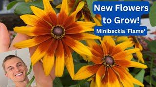 Minibeckia 'Flame' Black Eyed Susan - Try this New Plant