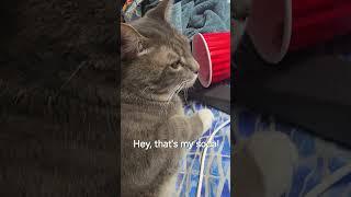 Hey, that's my soda! #cats #cute #funny #boy #thirsty #pet #humor #animals #night #drink #playful