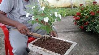 Repotting clitoria ternatea (aparajita) plant for bonsai.