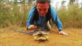 Venom Hunter: Frilled Lizard on the Attack