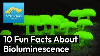 10 Fun Facts About Bioluminescence