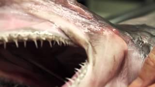 Goblin Shark