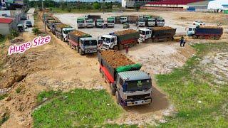 Starting New Project Huge Size! Landfill by Expert Bulldozer SHANTUI, 25.5ton Team Dump Truck Unload