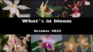 What's in Bloom - Orchids // October 2022