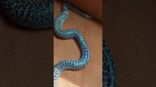 هروب ثعبان مع يسري كوبرا