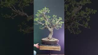 Crataegus bonsai tree