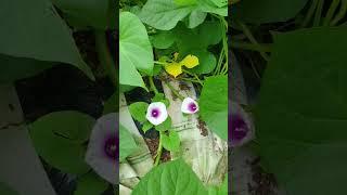 고구마 꽃은 처음 봐요~~