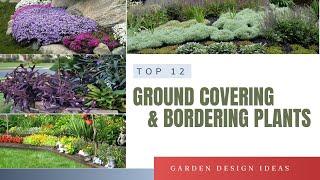 TOP 12 Best Low Maintenance Ground Cover Plants | Bordering Perennials Plants for Home Garden